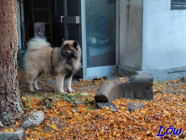 30.10.2024 -  Herbst im Brucker Garten
